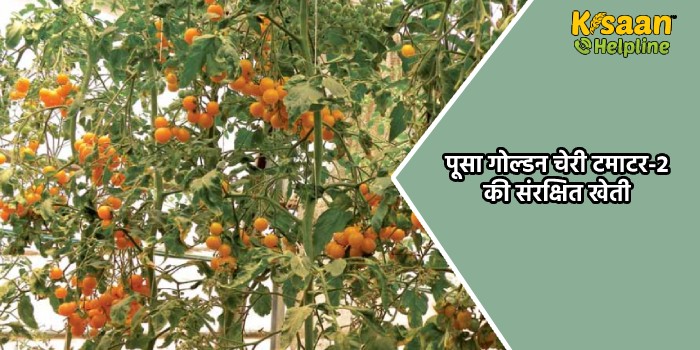 पूसा गोल्डन चेरी टमाटर-2: संरक्षित खेती के लिए नई होनहार पीली चेरी टमाटर